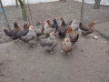 Продавам катунски кокошки, снимка 1