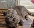 Британнска къскосместа, снимка 8