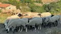 Продавам стадо от 240 овце - млади, здрави и добре гледани, снимка 7