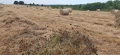 Бали ливадно сено 30€, снимка 1