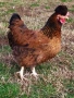 Кокошки, снимка 5