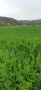 Продавам бали грах с овес, снимка 1