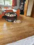 Свободни британски котета, снимка 5