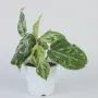 Philodendron Gloriosum Snow Leopard, снимка 1