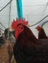 Катунски Кокошки и петли, снимка 2