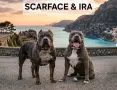 Американско були ХЛ /American bully XL, снимка 1