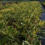 Вейгела флорида Вариегата, Weigela florida Variegata , снимка 5