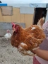 Кокошки ломан Браун , снимка 2