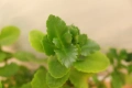 Каланхое, Kalanchoe sp., форма с бели цветове, снимка 5