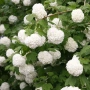 Калина, Картоп, Viburnum opulus ‘Roseum’, снимка 3