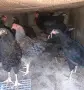 Свободни  петли, снимка 1
