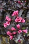 Вейгела Александра, Weigela florida Alexandra, студоустойчива, снимка 3