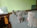 Британчета котета, снимка 1