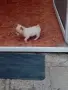 Продавам пинчер, снимка 6