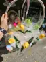 Вечни цветя за първия учебен ден. Налични! , снимка 2