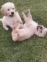 Golden retriever /puppies , снимка 5