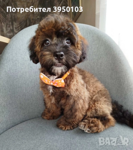 Shih poo /Mini poodle, снимка 5 - Пудели - 54633510