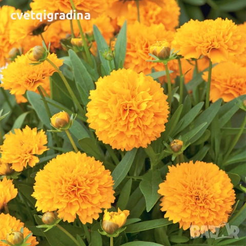 Coreopsis grandiflora Golden Sphere (Кореопсис)