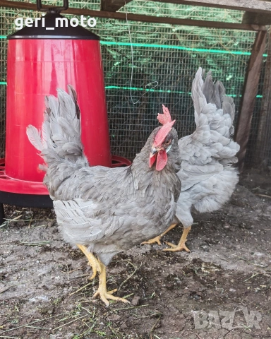 Оплодени яйца от Легхорн Лавандула