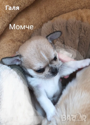 чихуахуа 