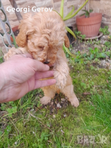 Продавам мини пуделче , снимка 7 - Пудели - 54099476
