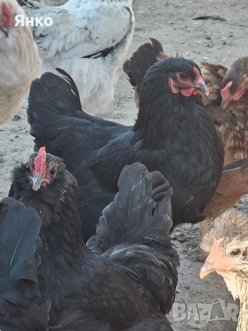 Оплодени яйца, снимка 4 - Кокошки и пуйки - 54326017