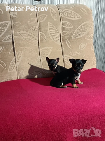 Пинчер мини , снимка 10 - Пинчер - 54250630