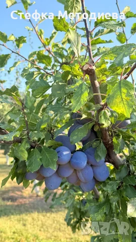 Домашни Сини сливи , снимка 5 - Домашни продукти - 55550850