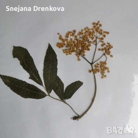 Систематичен хербарий, снимка 7 - Ученически пособия, канцеларски материали - 54219500