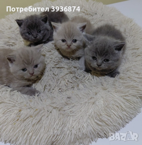 чистокръвни британчета 