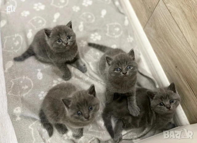 Британски котета, снимка 5 - Британска късокосместа - 54913462