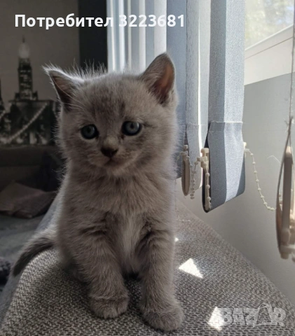 Британски късокосмести котета