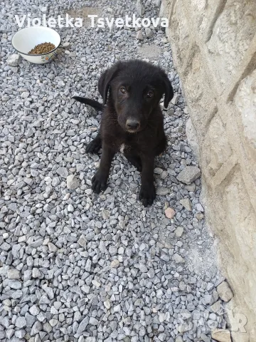 🐶 Продавам прекрасно кученце! 🐶 Търсят своя нов, любящ дом! ❤️  здраво, игриво момиче!, снимка 8 - Голдън ретривър - 55397972