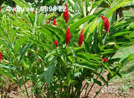 Джинджифил – разсад (Zingiber officinale), снимка 2 - Разсади - 55590966