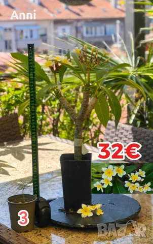 🌸 Плумерия (Frangipani) – Изберете си растение 🌸, снимка 3 - Градински цветя и растения - 55526267