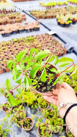 Дива лоза (Parthenocissus quinquefolia), снимка 8 - Градински цветя и растения - 54905860