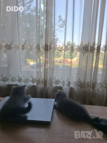 Британски Късокосмести котета, снимка 5 - Британска късокосместа - 55383377