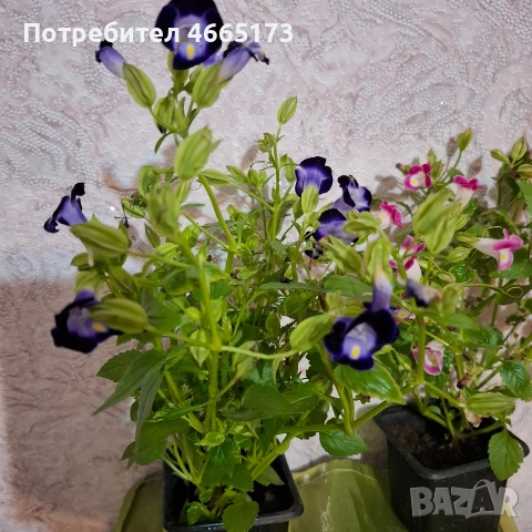 Комплект Цветя Торения