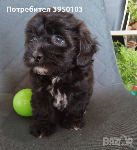 Shih poo/Mini poodle , снимка 7 - Ши Тцу - 54302526