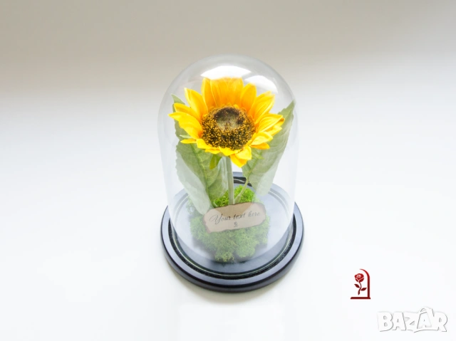 Вечен Слънчоглед в Стъкленица със Скандинавски Мъх / Подарък със Символика за Щастие и Дълголетие