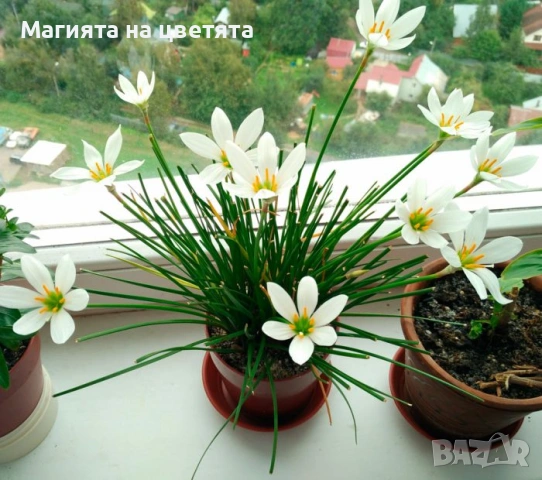 Зефирантес в саксия с 10 броя луковици 