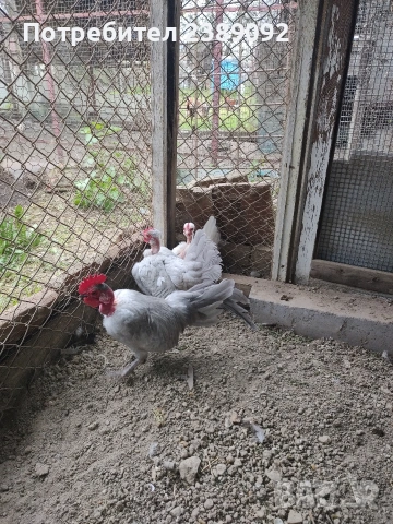 Голошийки бантам , снимка 3 - други­ - 54170161