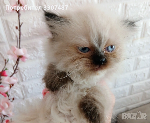 Коте Регдол, снимка 2 - Други - 54607291