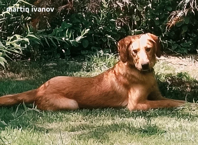 Момче и  момиче, снимка 11 - Гонче - 55537564