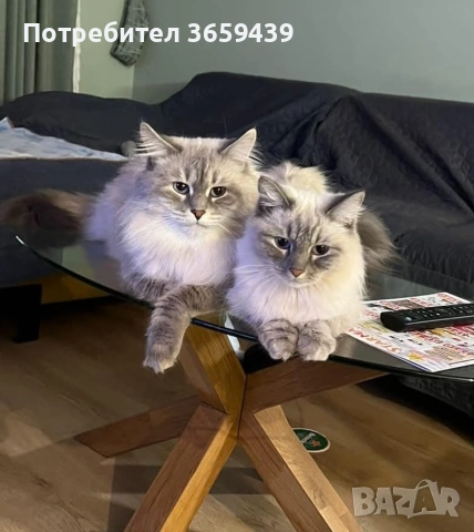 Невска маскарадна котка , снимка 4 - Други - 55002921