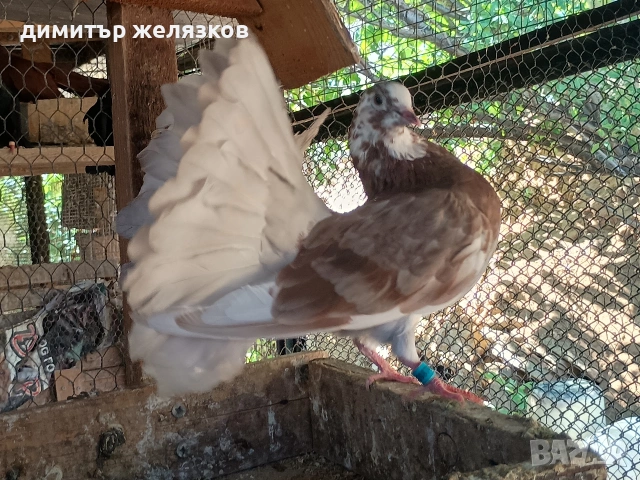 млади фенерлий. от едно люпило, снимка 4 - Гълъби - 55289433