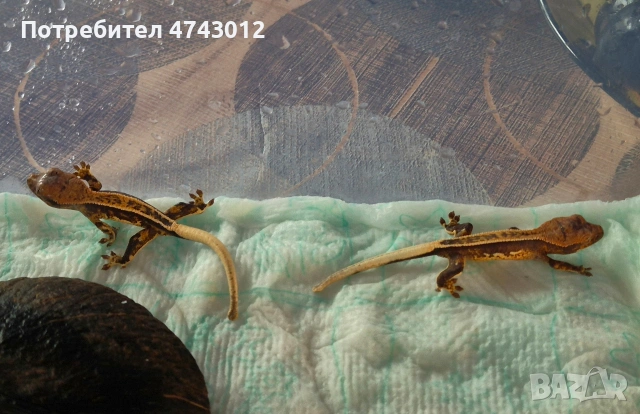 Ресничест бананояден гекон (Rhacodactylus ciliatus), снимка 12 - Гекон - 53540739