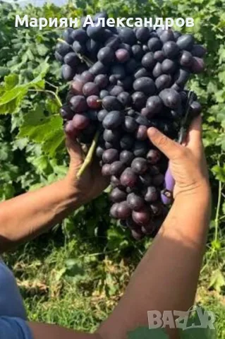 🍇 Продавам десертно грозде „Великан“ 🍇 , снимка 3 - Казани за ракия - 55564203