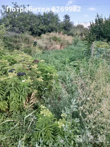 Продава се дворно място в село ситово област силистра с ток и вода близо до главен път , снимка 2 - Други - 55593111