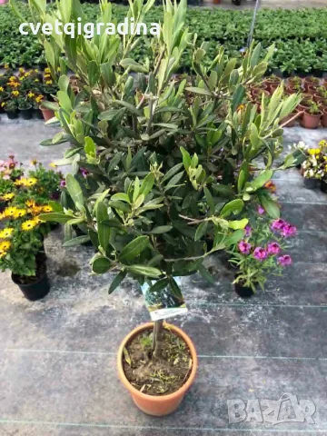 Olea europaea Topiary-Европейска маслина, снимка 2 - Градински цветя и растения - 55405871
